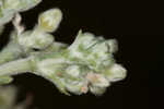 Longleaf buckwheat